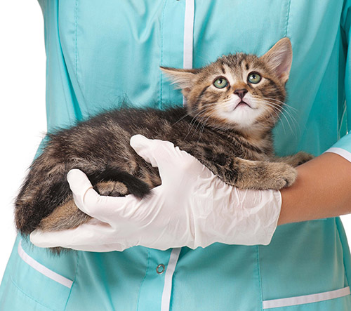 Cat handling gloves