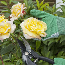 Florist Gloves