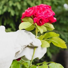 Rose Pruning Gardening Gloves