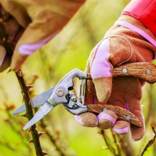 Thorn Proof Gloves