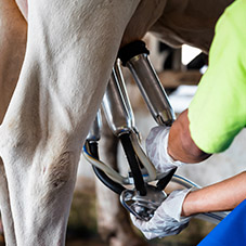 Milking Work Gloves