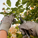 Best Gardening Gloves 2024