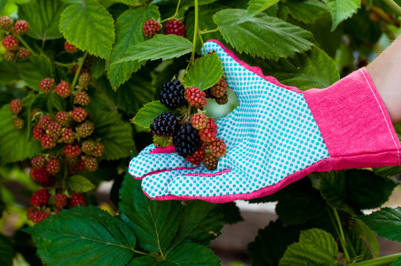 Bramble proof gloves can protect the hands while bramble picking