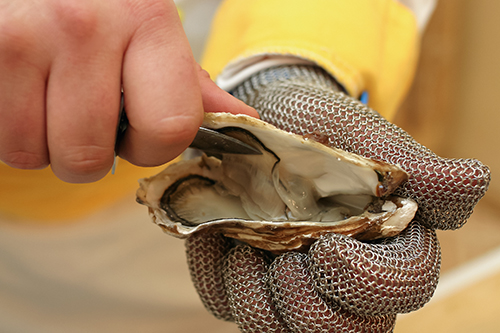 Should you wear gloves when shucking oysters? – Made For Oysters